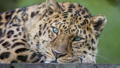 Animals close-up Wild Leopards green eyes carnivorous