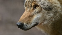 Animals close-up Wolves
