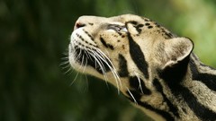 Animals clouded leopards
