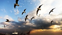 Animals clouds Birds ships Haven