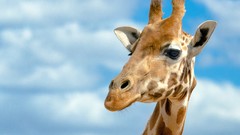 Animals clouds Giraffes blue skies