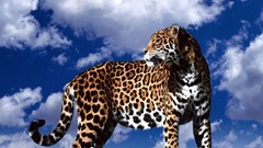 Animals clouds jaguars blue skies