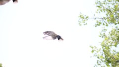 Animals clouds white warning