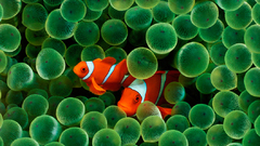 Animals clownfish animal