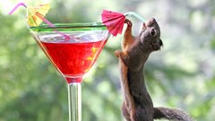 Animals cocktail drinking Mammals squirrels