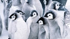 Animals cold Penguins baby birds