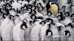 Animals cold Penguins national