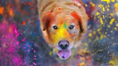 Animals colorful painting paint splatter dog labrador retriever