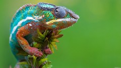 Animals colors Reptiles chameleons
