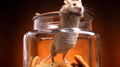 Animals cookies mice jars