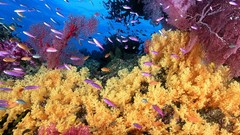 Animals coral reef