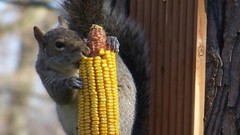 Animals corn chipmunks