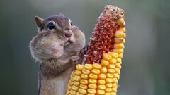 Animals corn squirrel sciuridae
