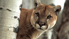 Animals cougars