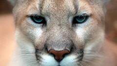 Animals cougars