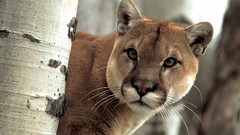 Animals cougars