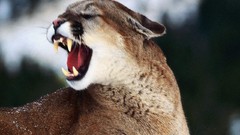 Animals cougars
