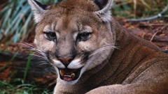 Animals cougars