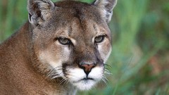 Animals cougars