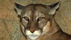 Animals cougars