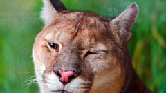Animals cougars
