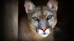 Animals cougars