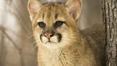 Animals cougars baby animals