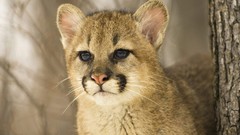 Animals cougars baby animals