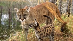 Animals cougars baby animals
