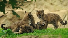 Animals cougars baby animals