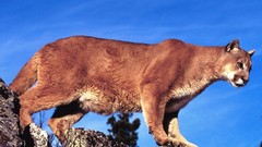 Animals cougars blue skies