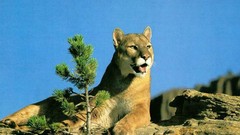 Animals cougars deserts