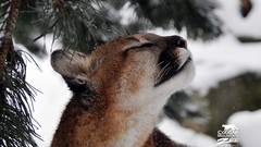 Animals cougars savage African Wild Life