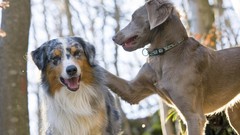 Animals couple australian shepherds shepherd dog