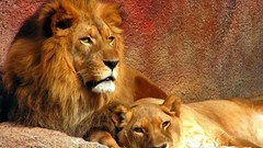 Animals couple Lions