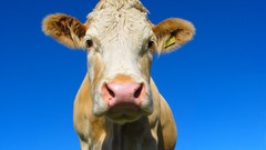 Animals Cows blue skies