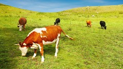 Animals Cows eating Mammals