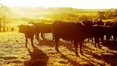 Animals Cows fields sunlight cattle