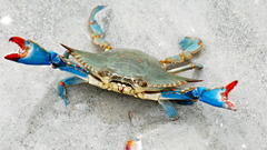 Animals crabs
