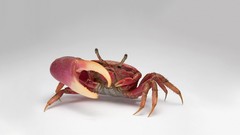Animals crabs