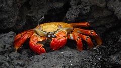 Animals crabs