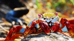 Animals crabs