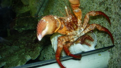 Animals crabs animal