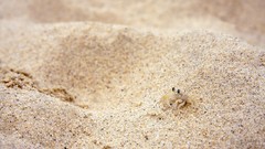 Animals crabs camouflage
