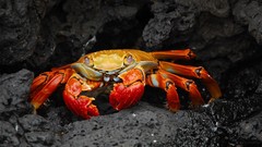 Animals crabs multicolor