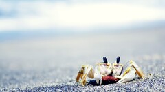 Animals crabs nature wildlife