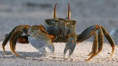 Animals crabs probe crustacean