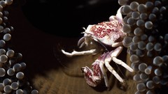 Animals crabs sea anemones crustacean