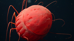 Animals creatures underwater