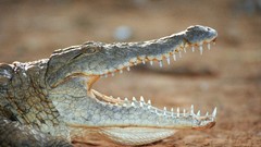 Animals Crocodiles